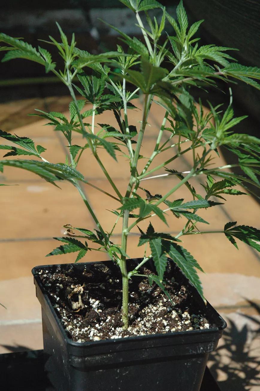 Tras el despuntado, el número de ramas principales aumenta. 