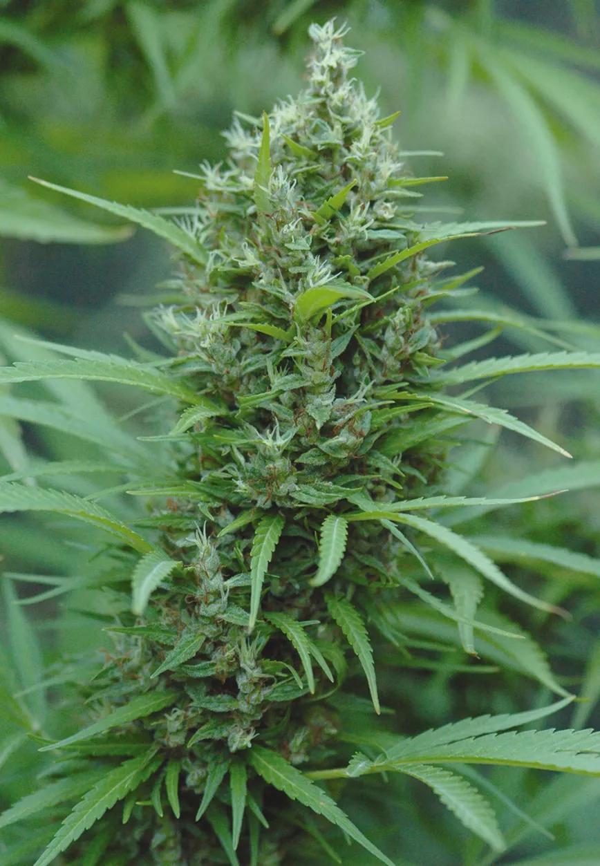 Una genética sativa de hojas finas y cogollos no excesivamente densos soporta mejor los climas húmedos. 