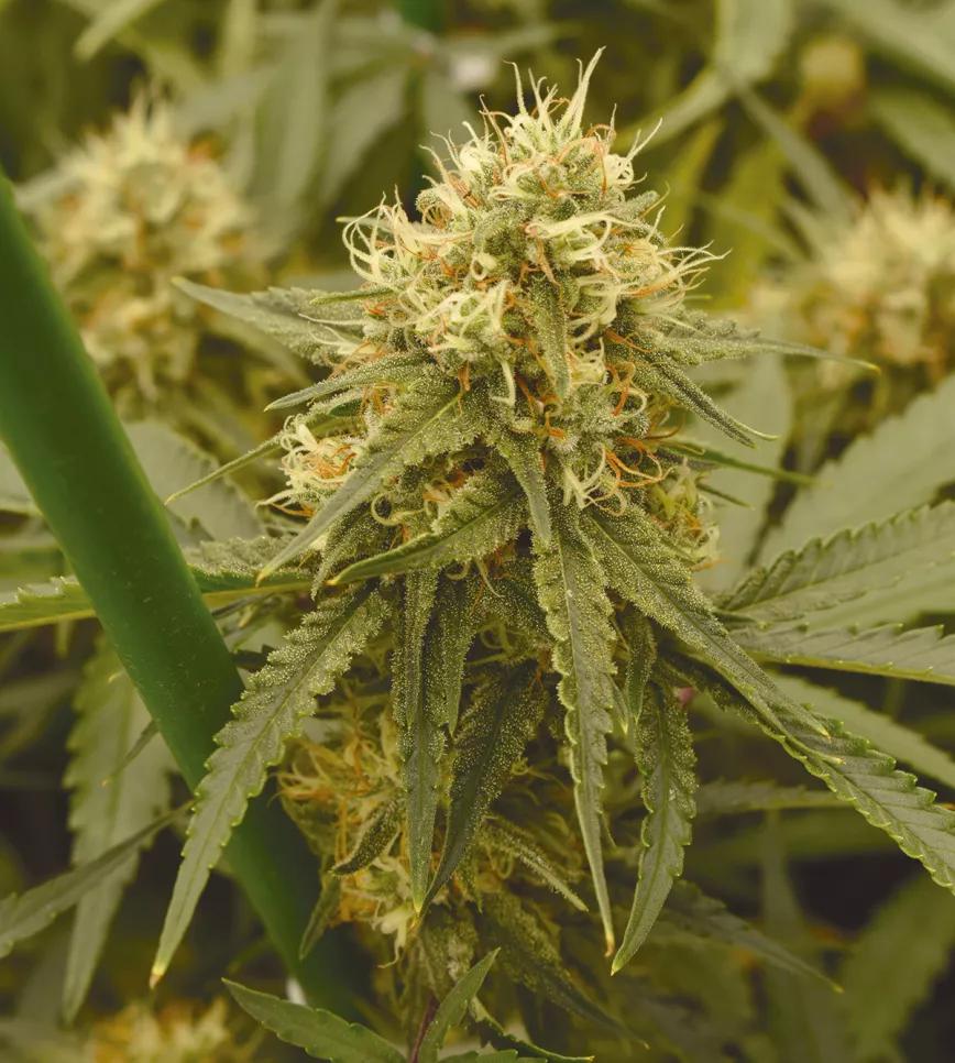 ¿Qué es el HHC y qué efectos tiene? El hexahidrocannabinol y su venta legal