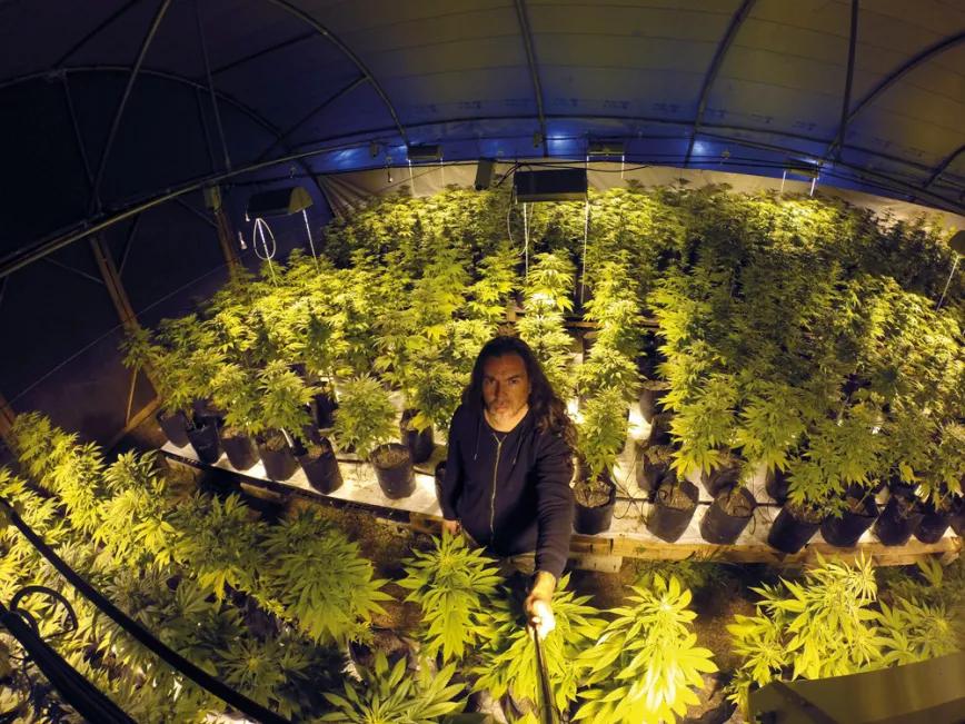 Uruguay: una década de cannabis legal