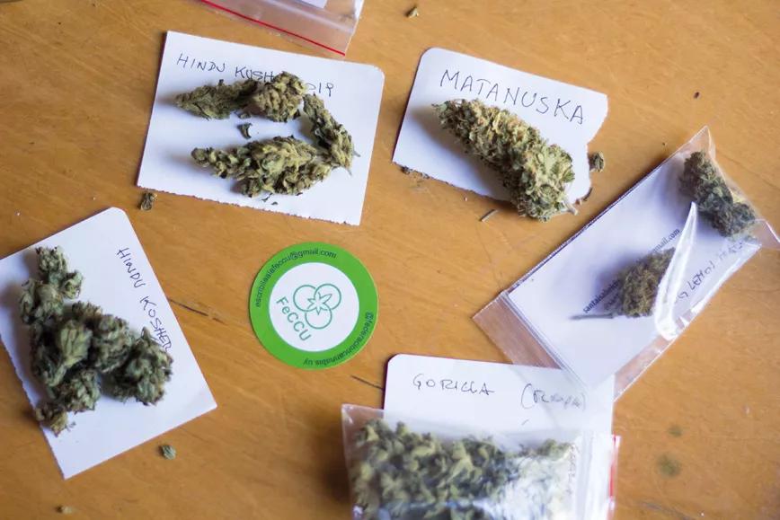 Uruguay: una década de cannabis legal