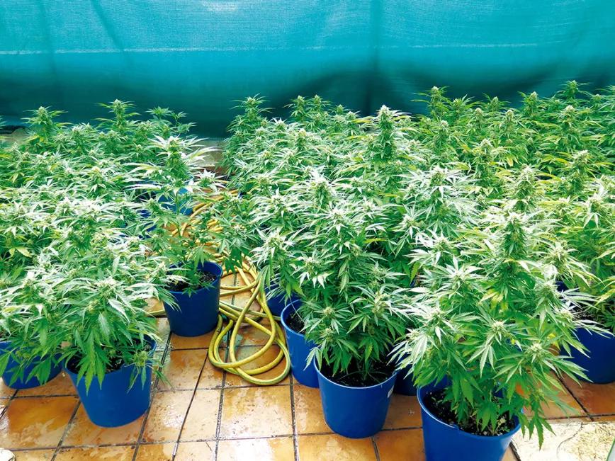 Riegos vacacionales: diez trucos para que la cosecha no sufra 