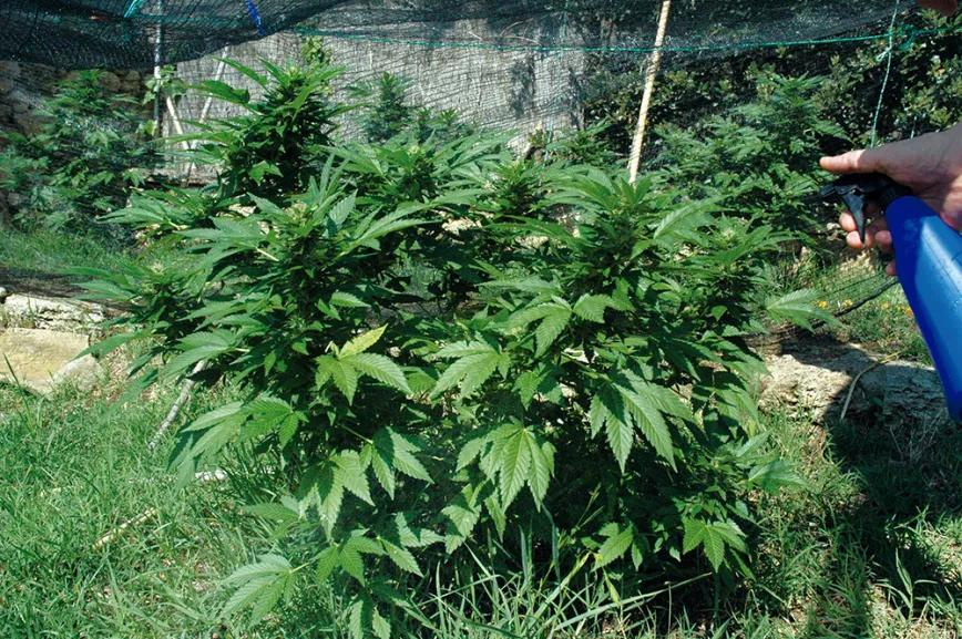 Riegos vacacionales: diez trucos para que la cosecha no sufra 