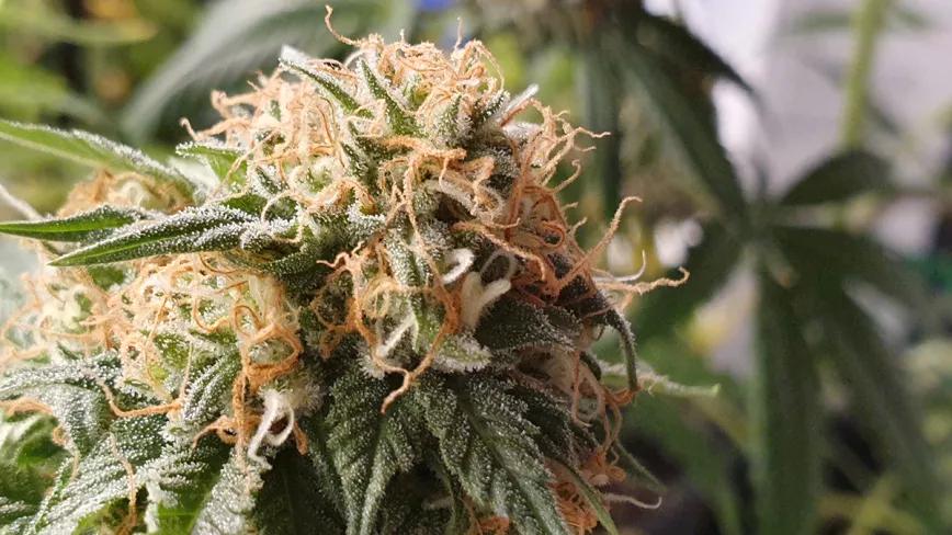 Gorilla Runtz, una variedad explosiva con aroma tropical