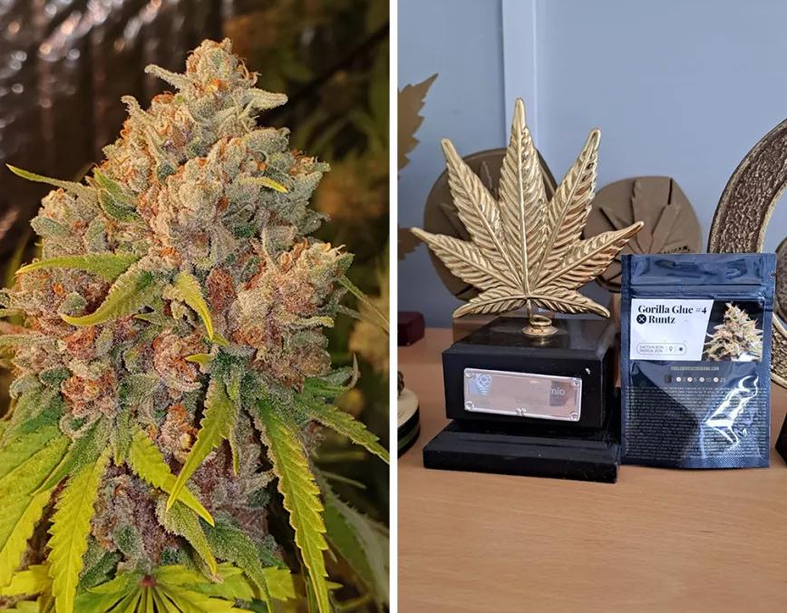 Gorilla Runtz