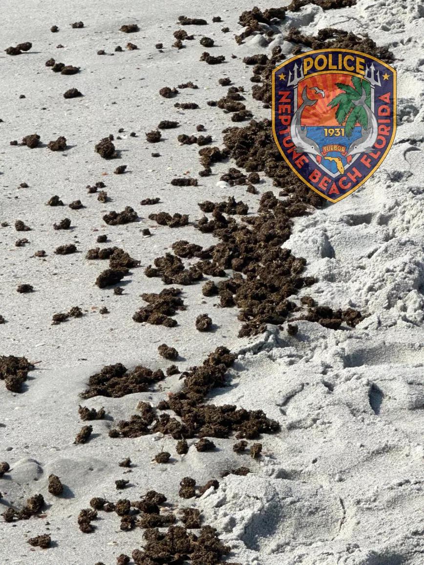 Este verano una playa de Florida amaneció cubierta de cogollos