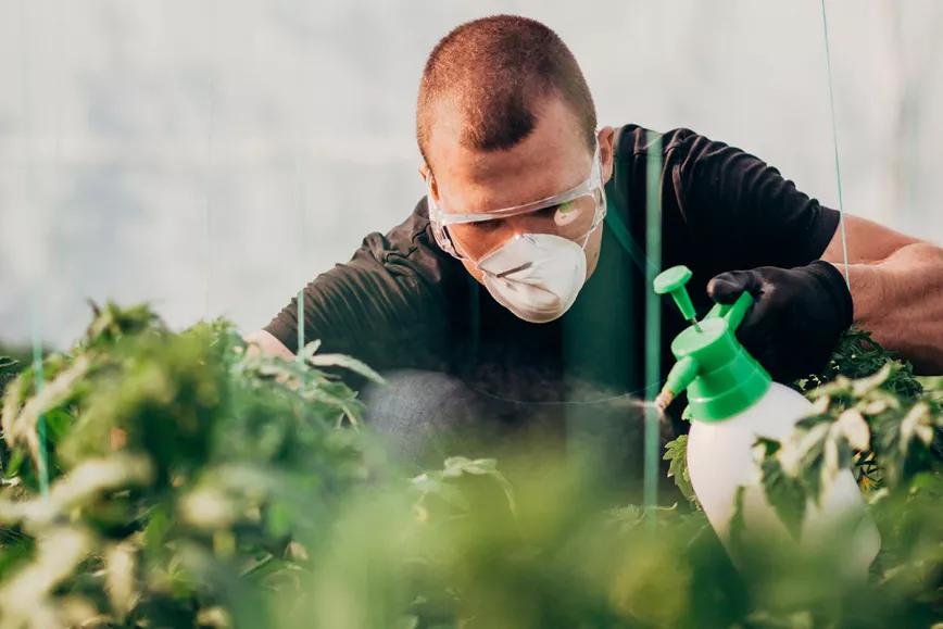 El 97% del cannabis ilegal de Canadá tiene pesticidas, el legal sólo un 6%