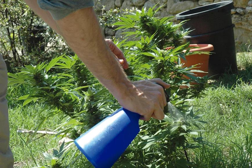 Diez trucos para el verano: floración y cogollos