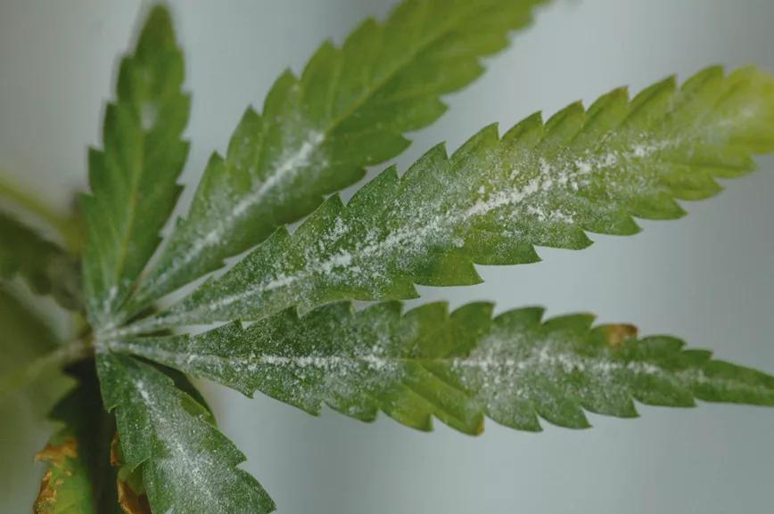 El oídio aprovecha las hojas sombreadas y poco ventiladas para establecerse. 
