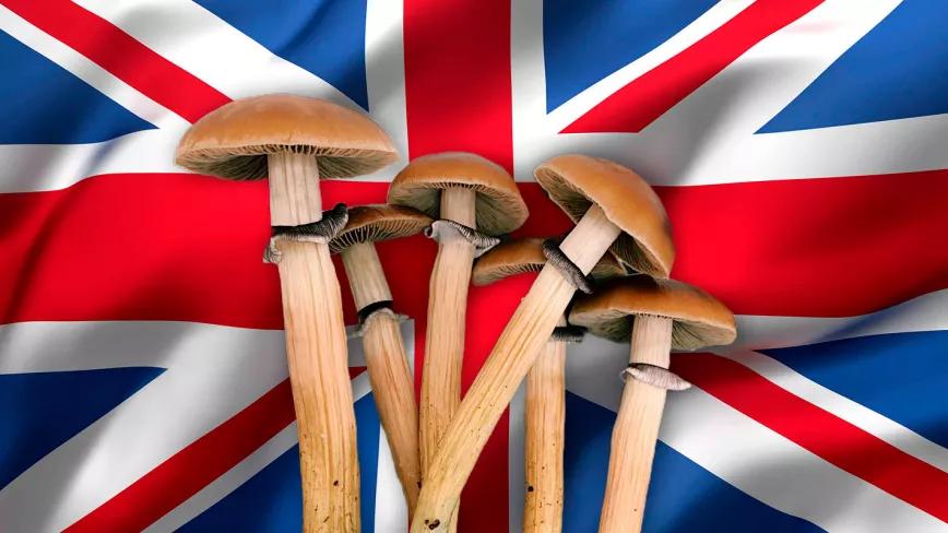 Un tercio de los británicos menores de 50 probaría la psilocibina como tratamiento