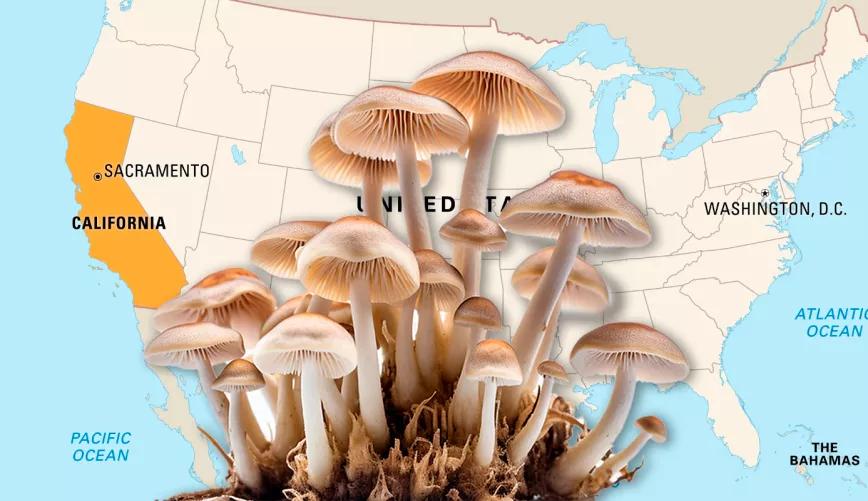 Aprueban la legalización de los psicodélicos en California, sólo falta la firma del gobernador  