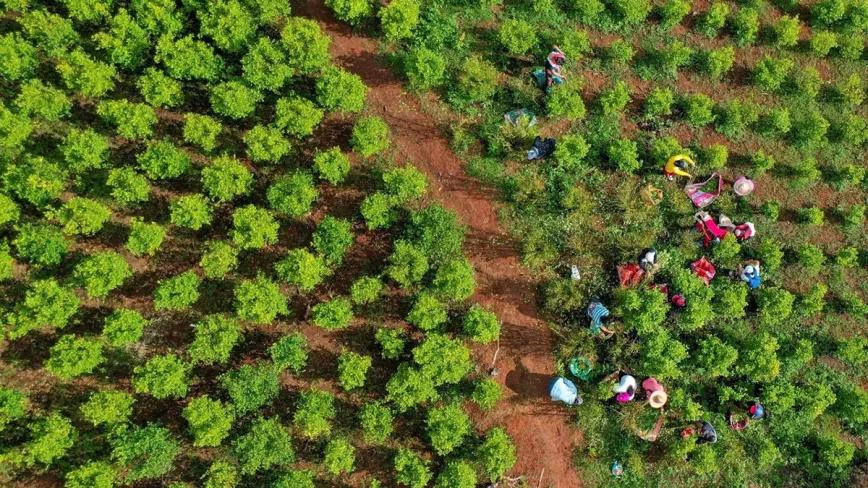 La producción de cocaína alcanza máximos históricos en Colombia