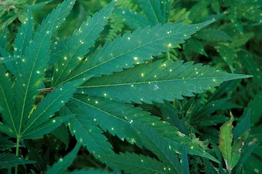 Infección  de punto blanco en estado inicial