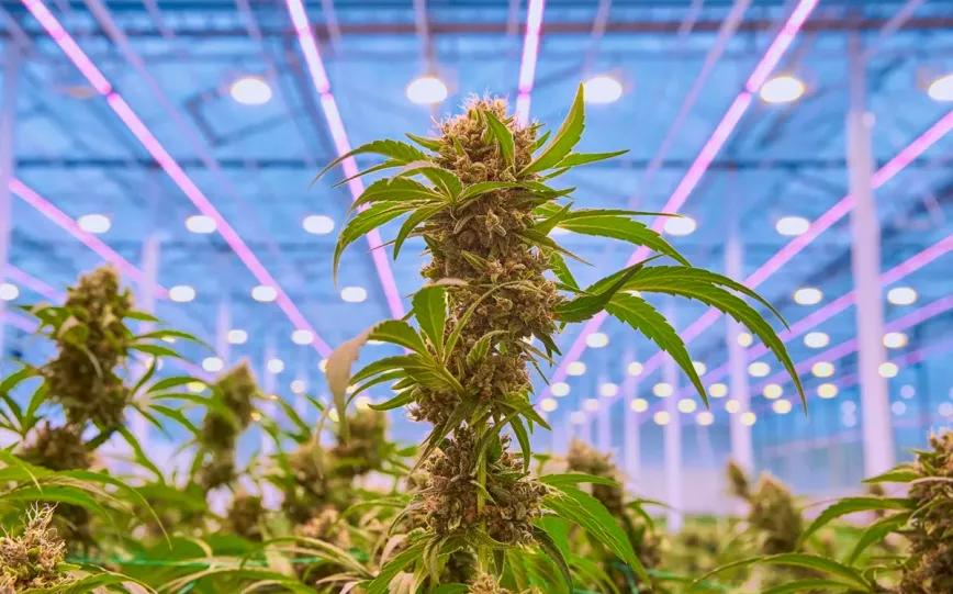 La industria del cannabis medicinal en España pide que se regule el acceso a los tratamientos 