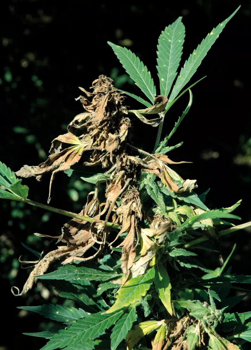 Planta infectada de botritis y tratada con  jabón potásico para secar el hongo