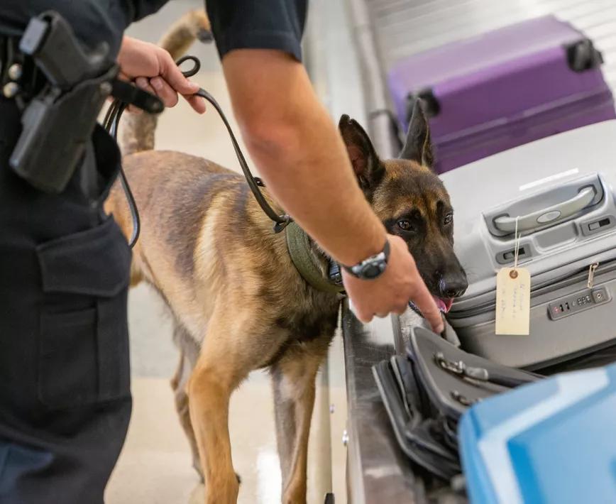 Perros policía: más errores que aciertos al detectar drogas