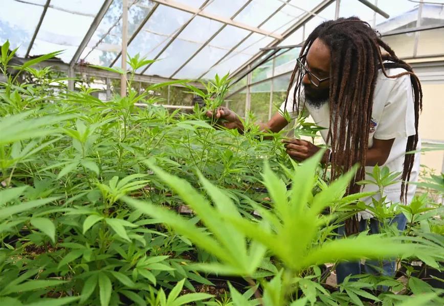 Barbados será el primero del Caribe en legalizar el cannabis para adultos