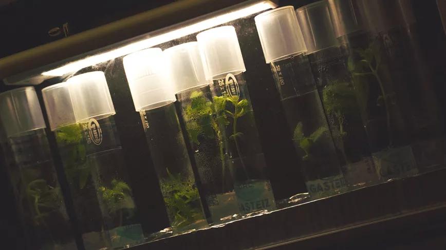 A Feira das Milflores, la fiesta gallega más verde. Fotos: Damián Barral