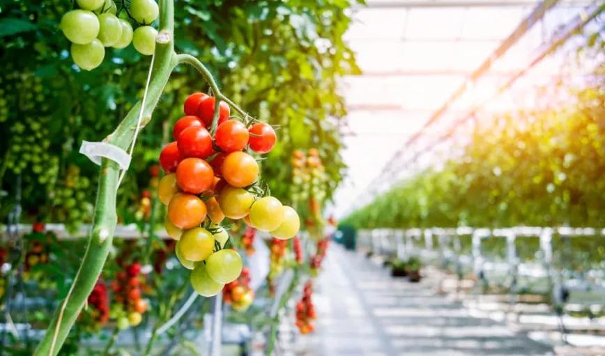 Compañías canadienses de cannabis se pasan a las frutas por la saturación del mercado 