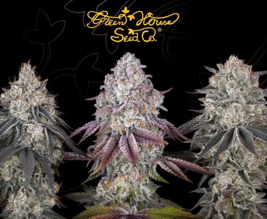 Razuberi y Black Toffee Auto: dos genéticas inéditas de Green House Seed