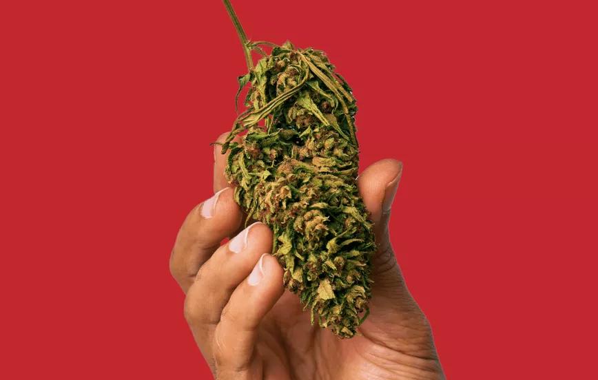 Marruecos cosecha las primeras plantaciones de cannabis legal 