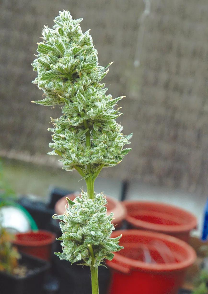 Diez trucos para lograr la mejor cosecha 