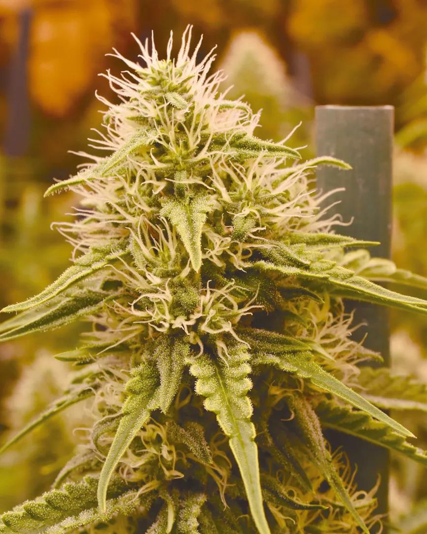 Los tres factores clave del cultivo: iluminación, humedad y temperatura 