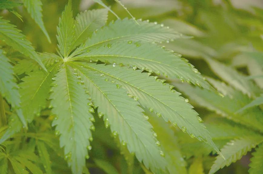 Los tres factores clave del cultivo: iluminación, humedad y temperatura 