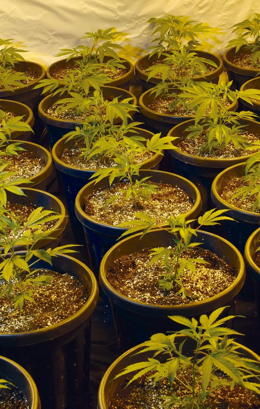 Los tres factores clave del cultivo: iluminación, humedad y temperatura 