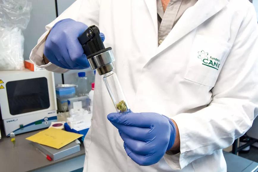 Cannabis al microscopio El trabajo de la Fundación Canna