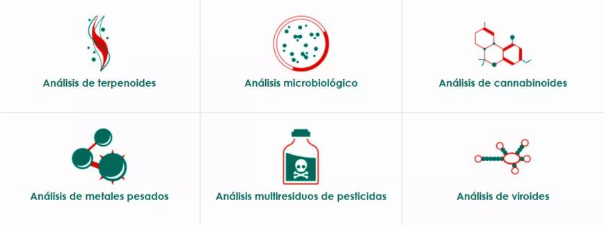 Cannabis al microscopio El trabajo de la Fundación Canna