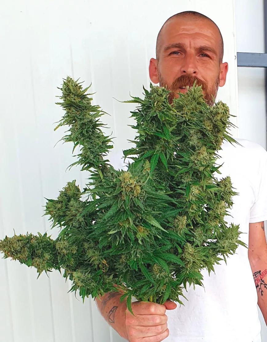 Ascenso y caída del cannabis medicinal en Macedonia del Norte