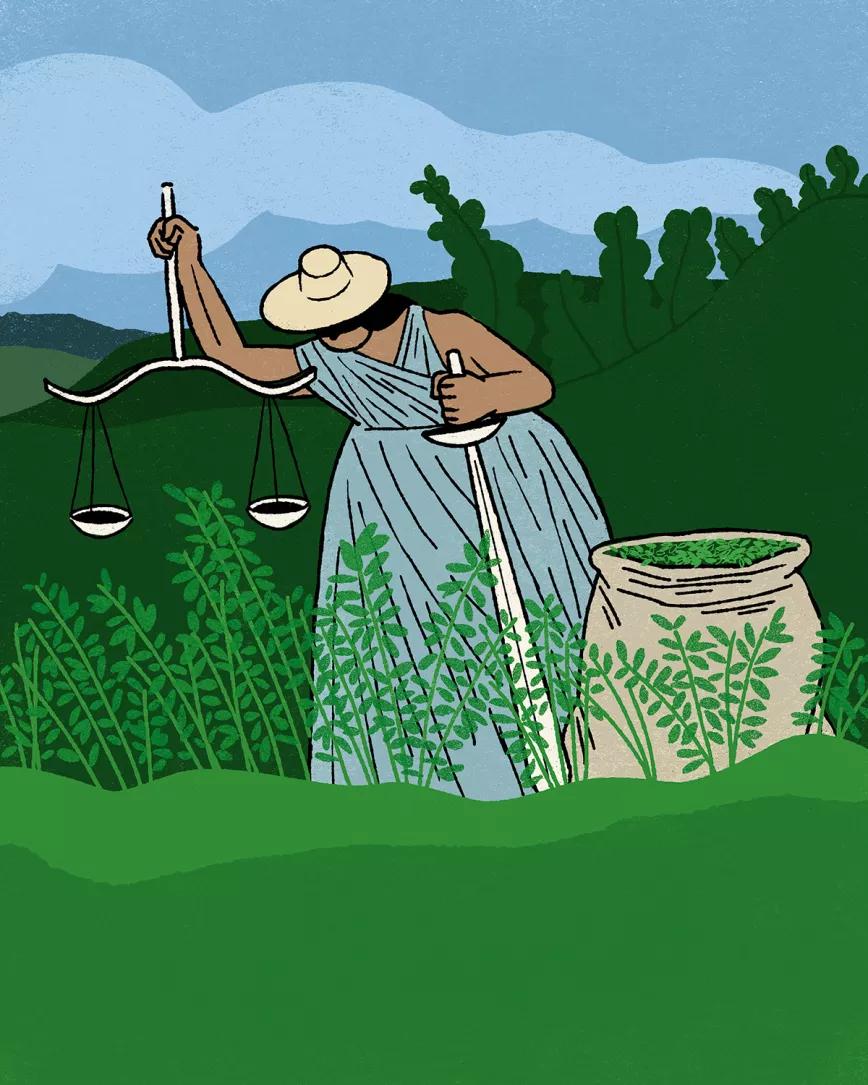 No es nuestra guerra Colombia debe legalizar la hoja de coca Martin Elfman