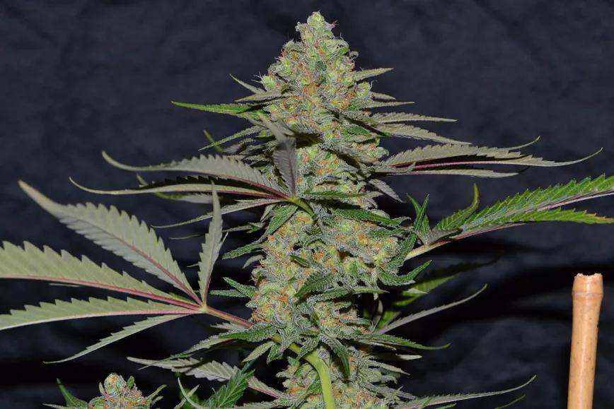 Critical Widow La viuda mandanguera Por Mandanga