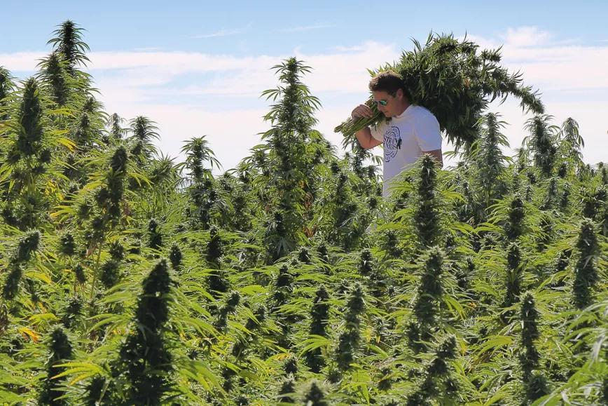 El sueño cumplido de Arjan Roskam. Cómo Green House desembarcó en Tailandia