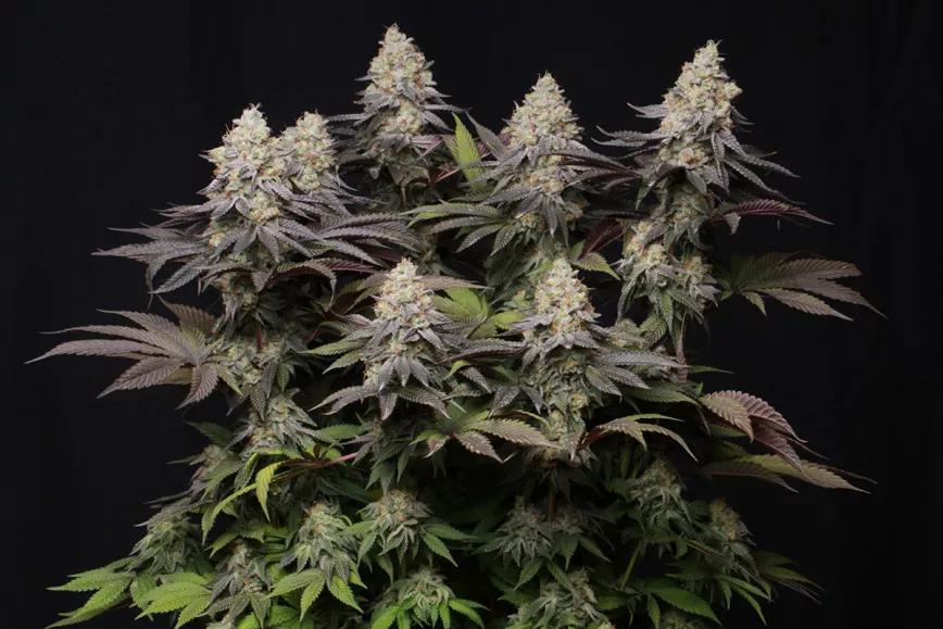 Panty Punch Auto, de Seedstockers: potencia indomable en cada calada 