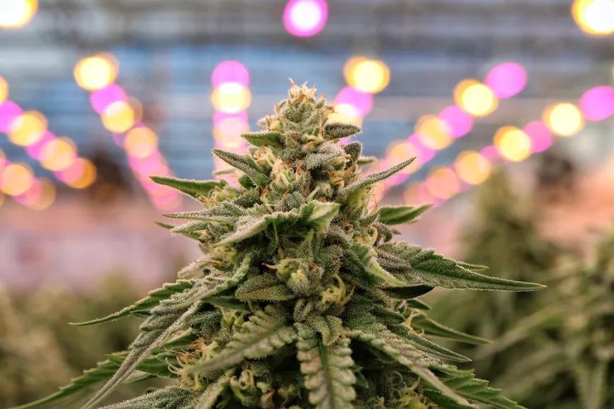 El Gobierno retomará el proyecto para regular el cannabis medicinal