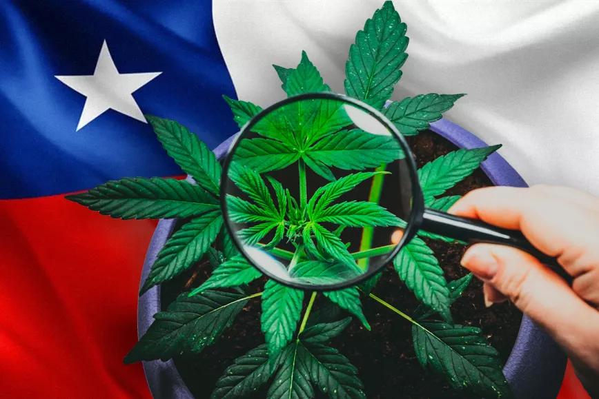 El Gobierno de Chile convoca académicos para elaborar un proyecto de regulación integral del cannabis