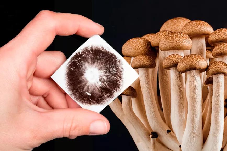 La DEA confirma que las esporas de hongos psicodélicos no son ilegales