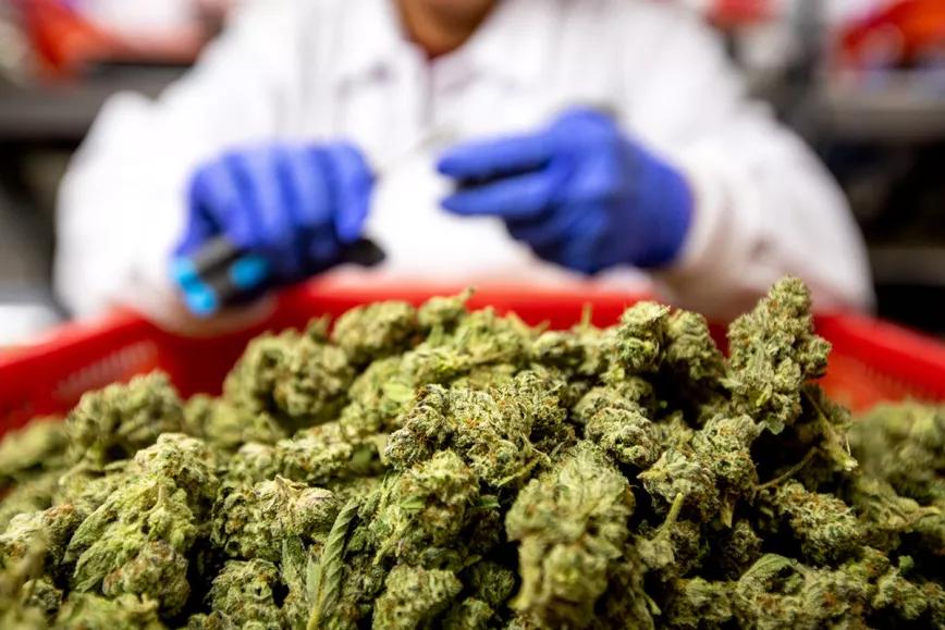 Panamá entrega las primeras licencias para producir cannabis medicinal
