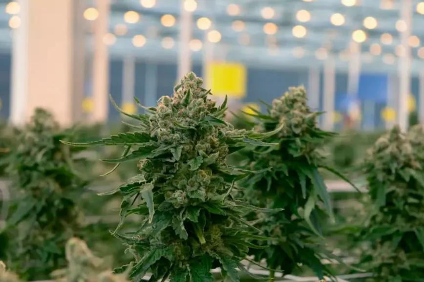 Una empresa de Soria firmó un acuerdo para exportar cannabis a Canadá