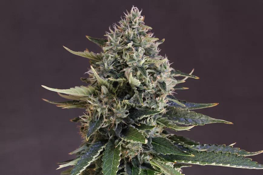 Canadian Kush 2.0 Medical Seeds