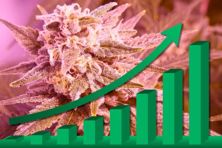 Sin una regulación, España es el séptimo productor legal de cannabis a nivel mundial