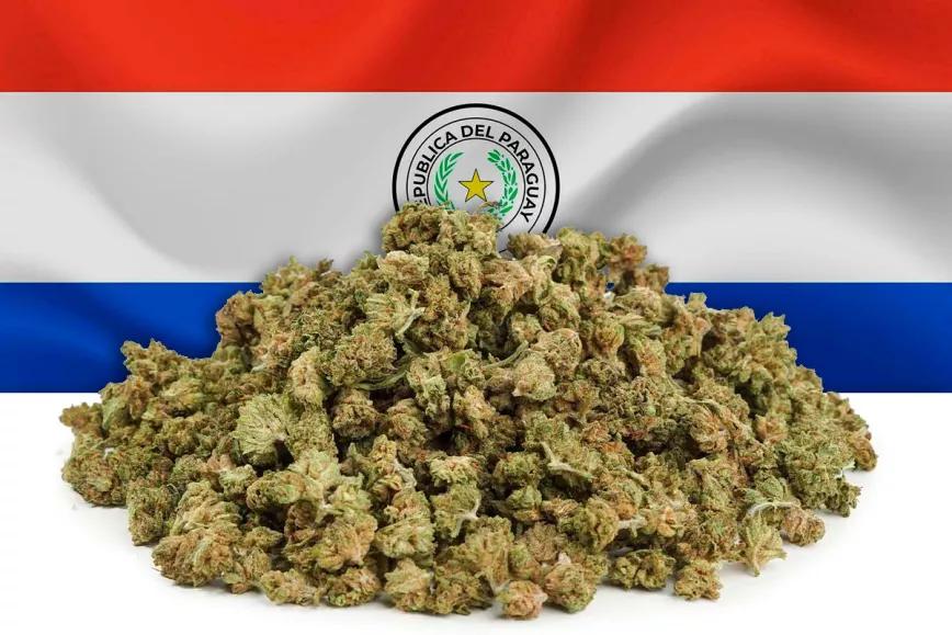 Paraguay realiza la primera exportación de flores de cáñamo