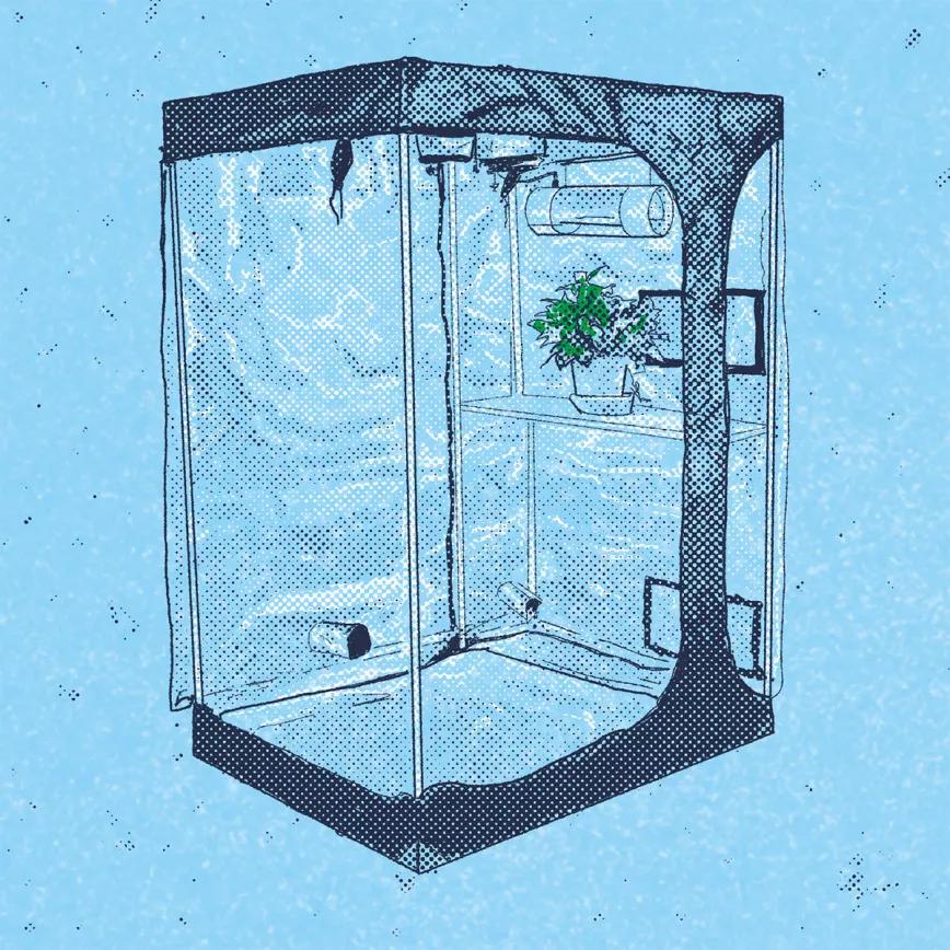 Las autoflorecientes en interior 