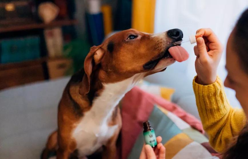 Dinamarca: 4 de cada 10 perros son tratados con cannabis medicinal