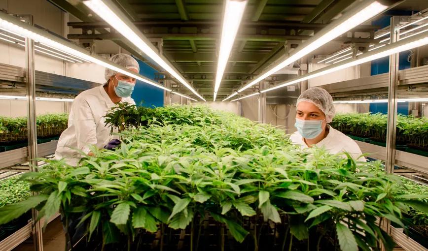 Uruguay: una empresa de cannabis europea despide a todos los trabajadores y desaparece del país