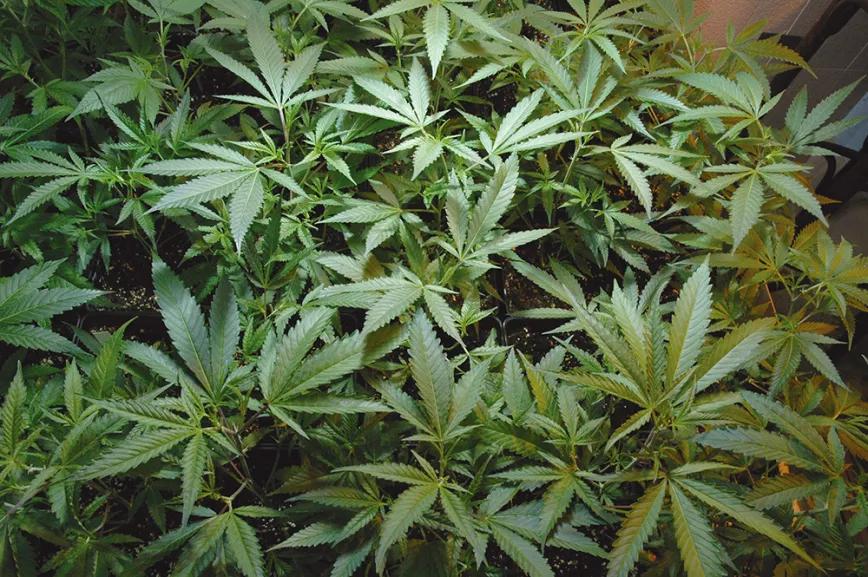 Nueve trucos para acelerar (o frenar) el crecimiento de las plantas en interior