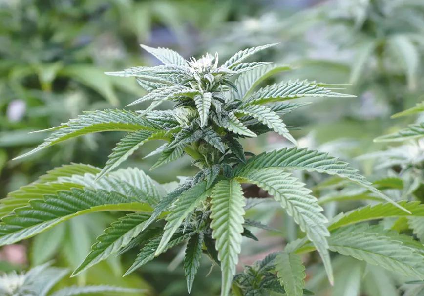 La cosecha de primavera fácil