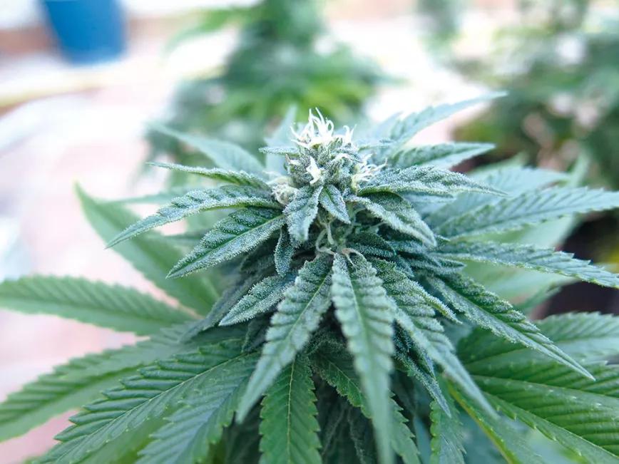 La cosecha de primavera fácil